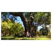 Kinder loopfiets Woom 1 Classic GO Vibrant Yellow