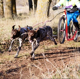 Voor hondenuitlaters en mushing
