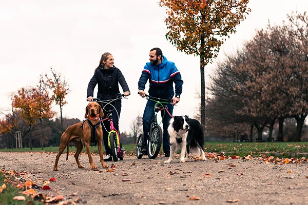 Yedoo steps voor honden uitlaten en mushing