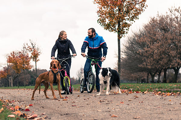 Yedoo steps voor honden uitlaten en mushing